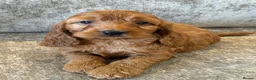 Cockapoo dogs for sale: BEAUTIUFL MIXED LITTER OF F1 COCKERPOOS - Advert 11