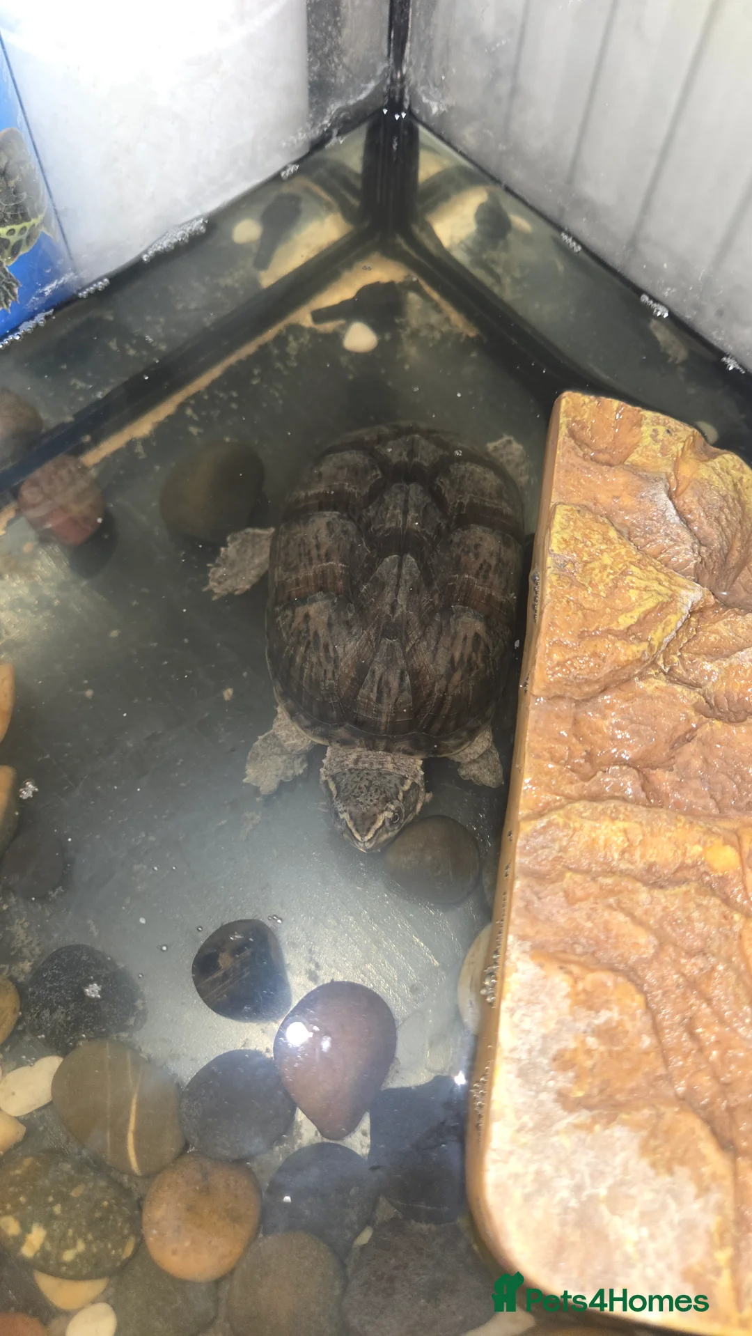 Terrapin reptiles for sale: 2 Musk Turtles with Setup Included.  in Crawley - Advert 4