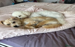 Mixed Breed dogs for sale: Yorkie bichon X bichon frise - Image 2