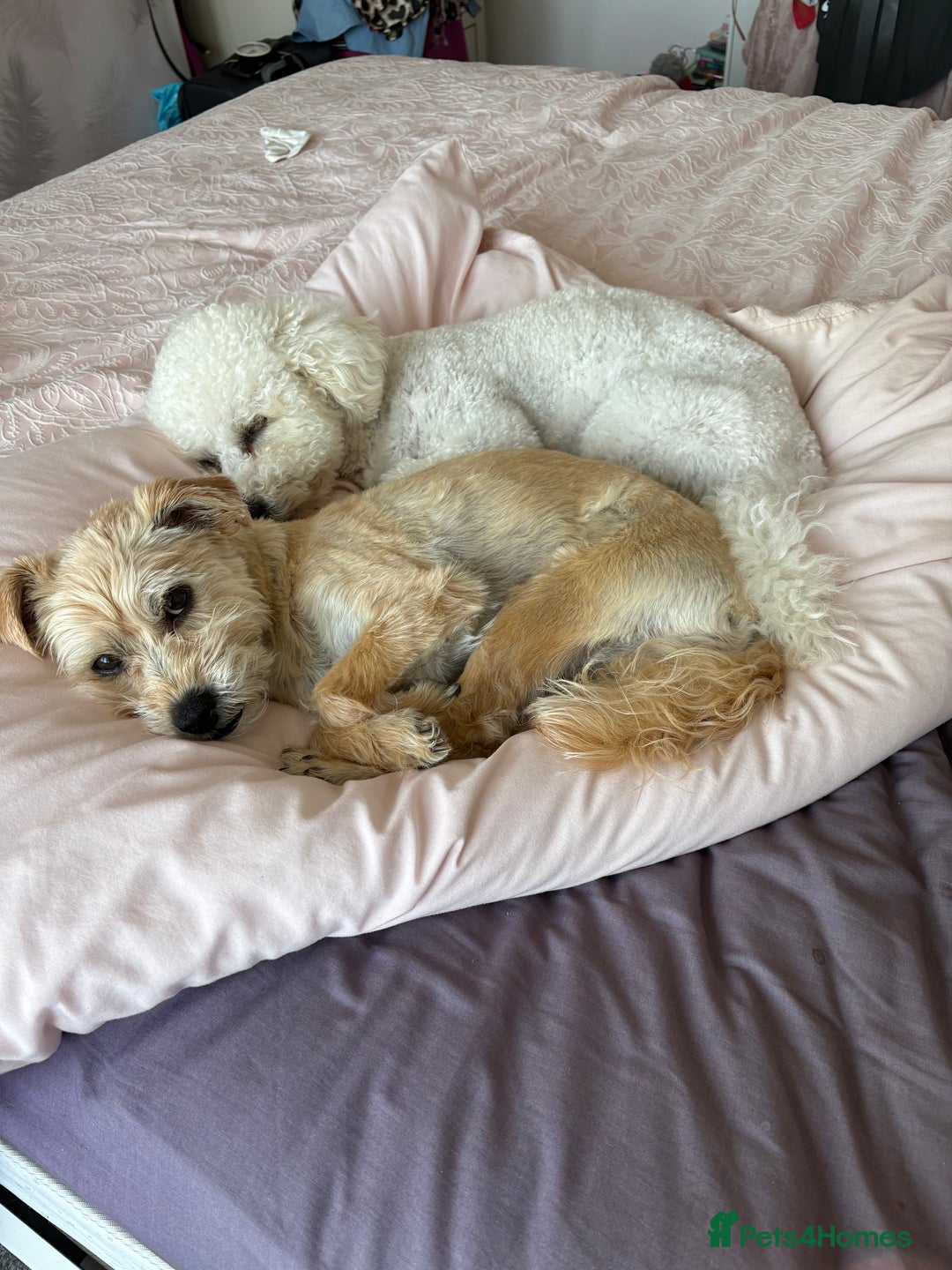 Mixed Breed dogs for sale: Yorkie bichon X bichon frise - Image 2