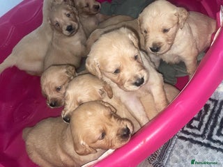 Golden Retriever dogs - Advert 21