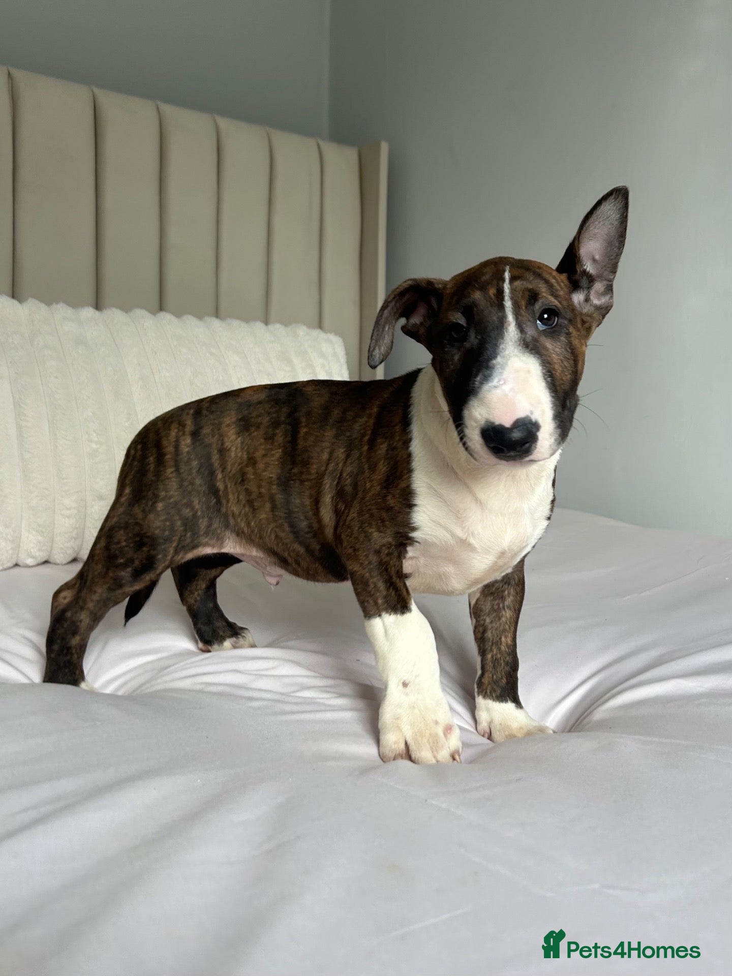 English Bull Terrier dogs CHUNKY EBT PUP FOR SALE READY NOW - Advert 11