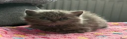 British Shorthair cats for sale: Gorgeous British Short Hair - Advert 6