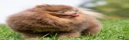 Pomeranian dogs for sale: Litter of insane quality Pomeranian pups 🔥🩷  - Advert 9