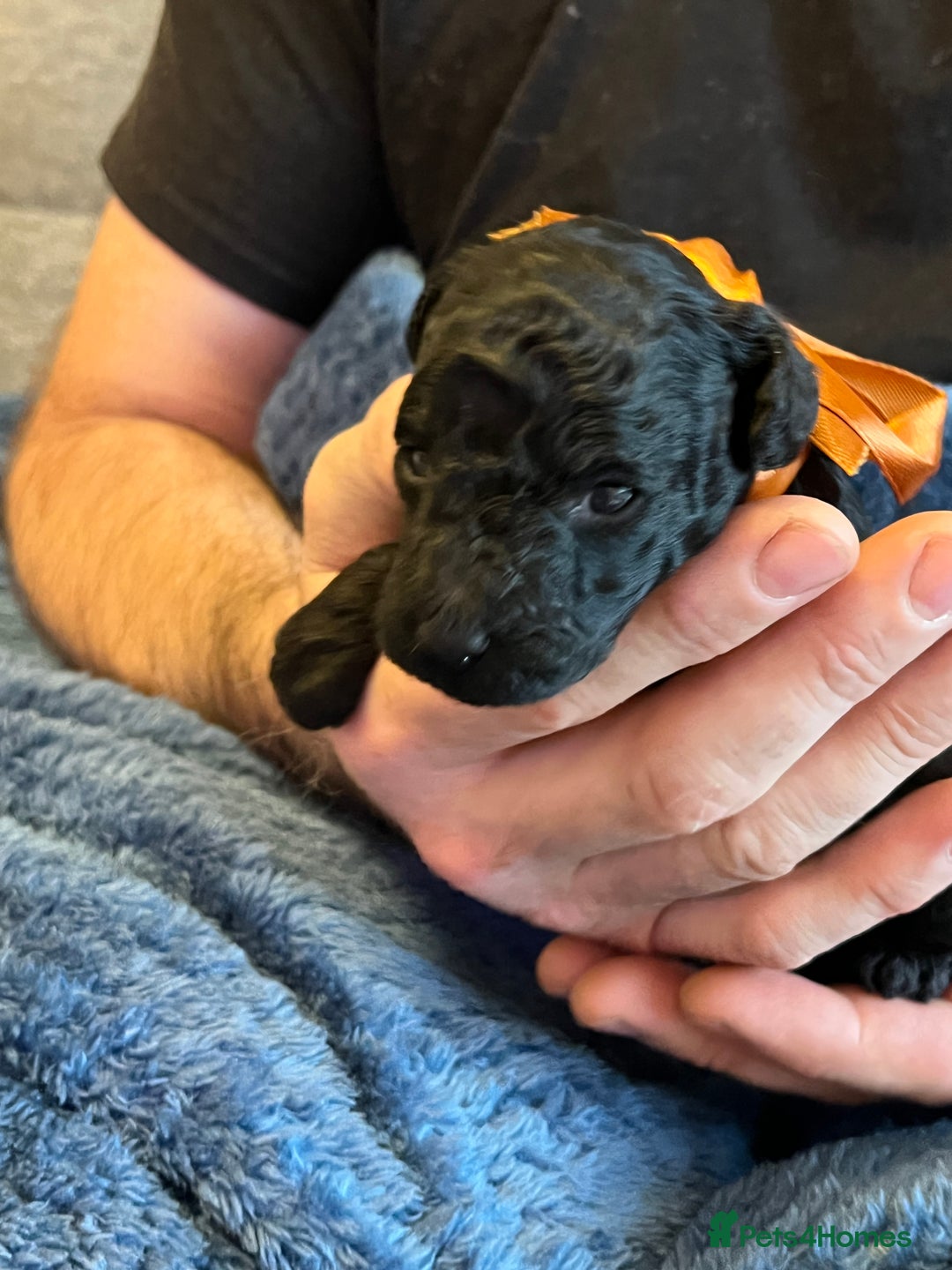Miniature Poodle dogs for sale: Gorgeous miniature poodle pups - Image 16