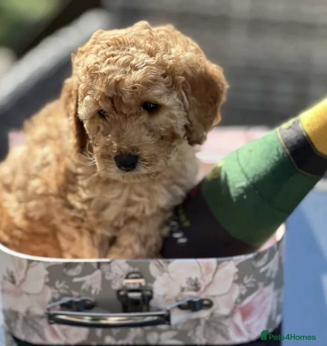 Cockapoo dogs for sale: Smart, Sweet & Snuggly-Fluffy Cockapoo Cuties - Advert 15