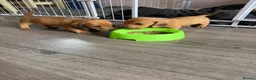 Miniature Dachshund dogs for sale: Beautiful Miniature Dachshund Puppies  in Southampton - Advert 9