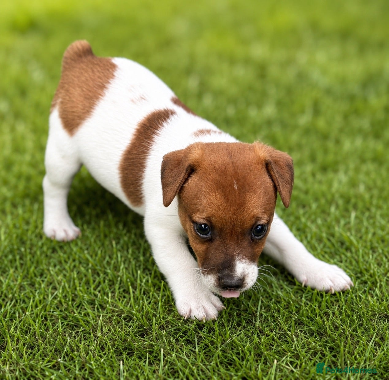 Jack Russell dogs Only 2 still available! Pure breed short tail   - Advert 2