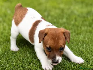 Jack Russell dogs Only 2 still available! Pure breed short tail - Advert 2