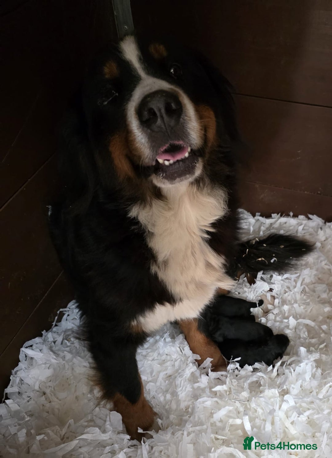 Mixed Breed dogs for sale: Bernese X Golden Retriever Puppies - Image 26