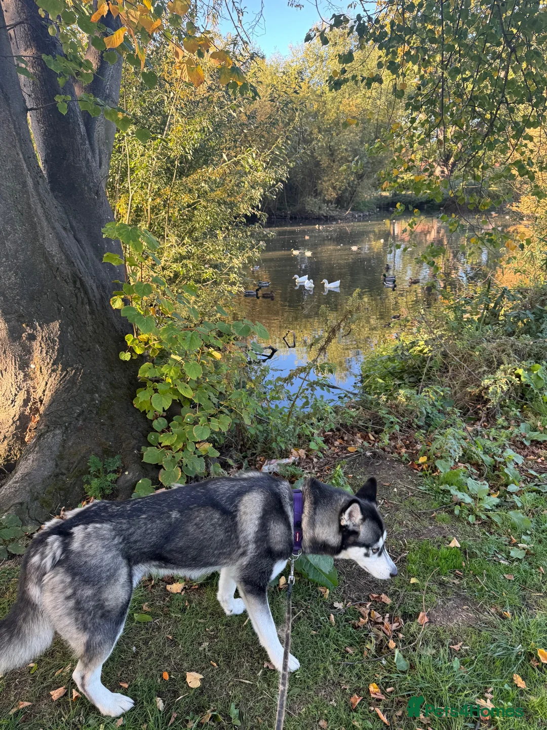 Siberian Husky dogs for sale: Beautiful, kind Siberian Husky Girl  - Advert 5
