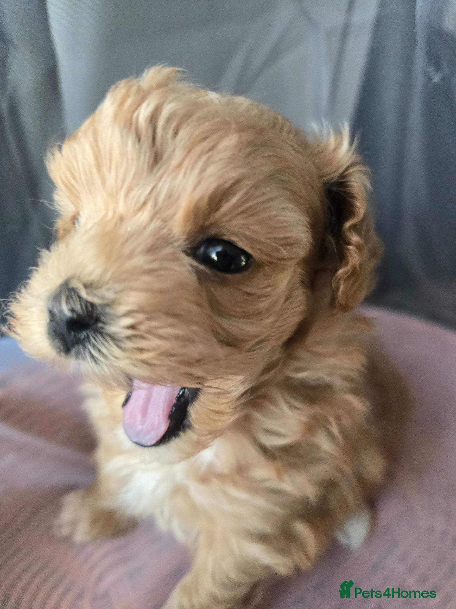 Maltipoo dogs Beautiful F1 maltipoo looking forever home ❤️🐶 - Advert 1