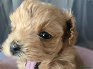 Maltipoo dogs Beautiful F1 maltipoo looking forever home ❤️🐶 - Advert 6