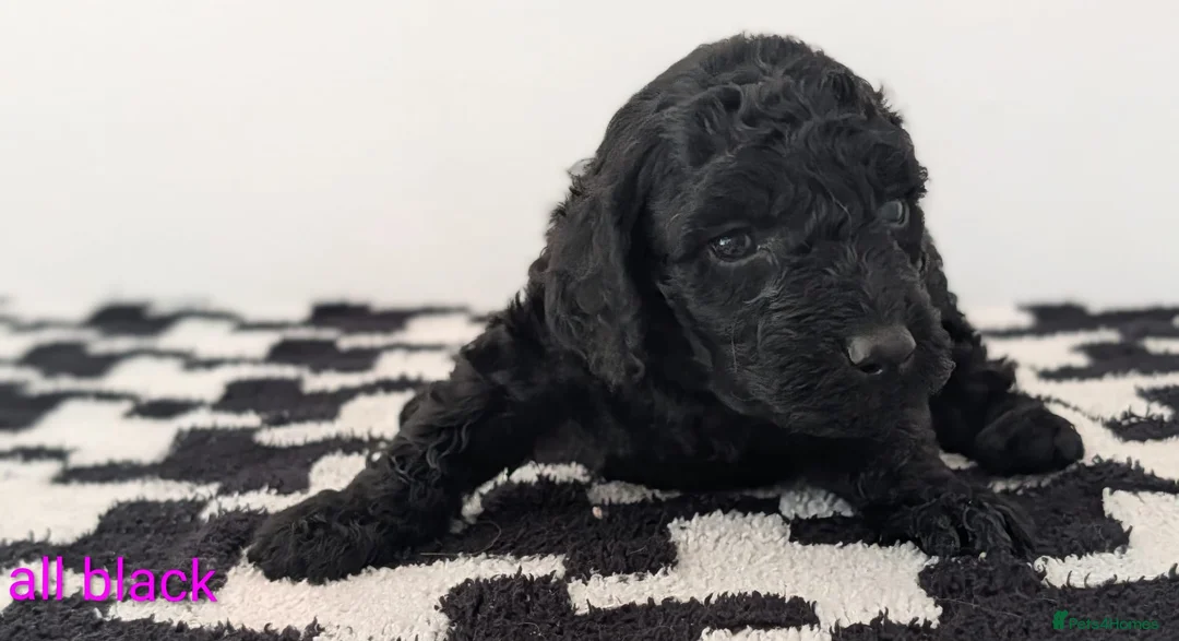 Cavapoochon dogs for sale: Extensively Tested Cavapoochons Fully Vaccinated  - Advert 39