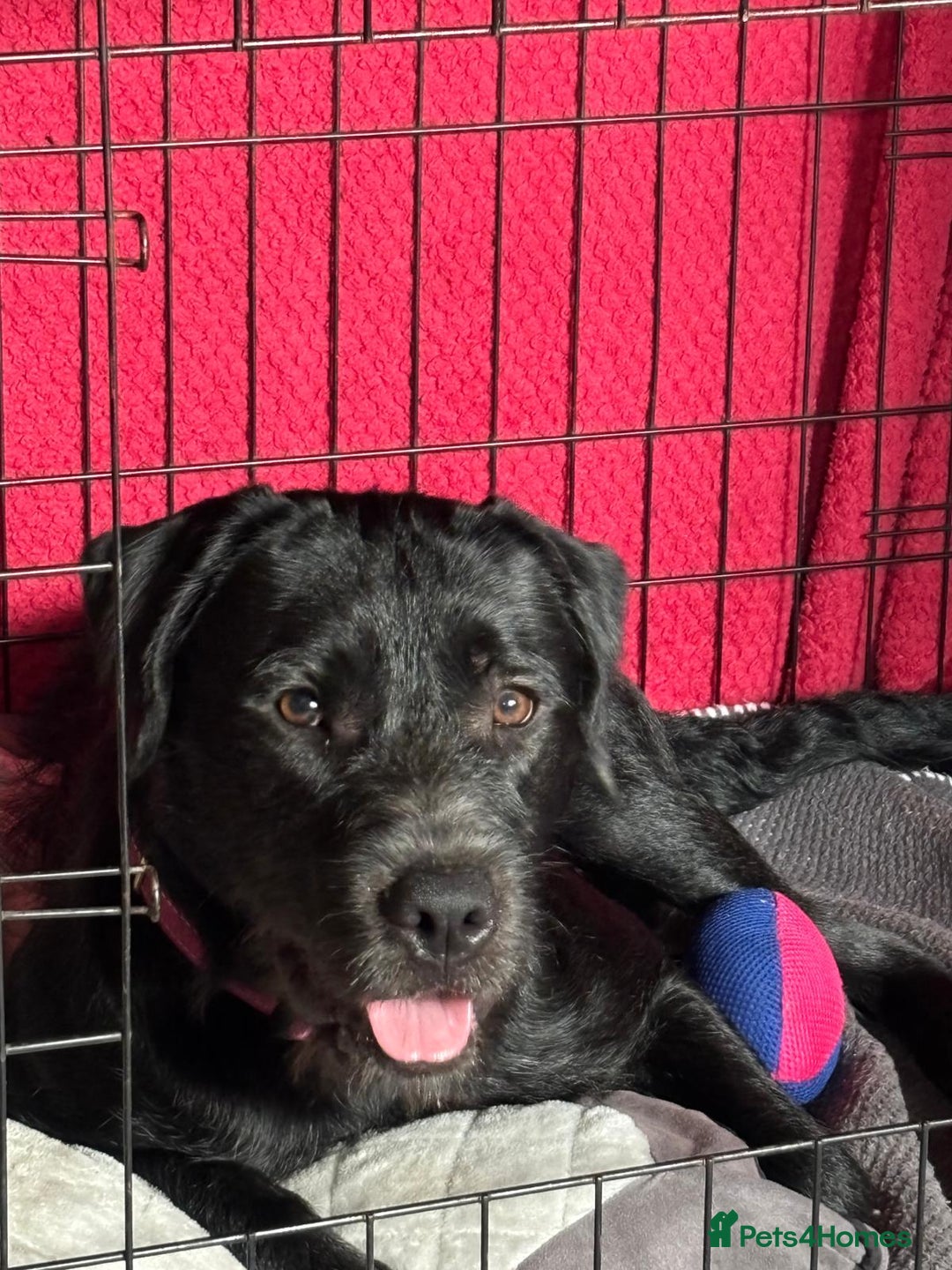 Mixed Breed dogs for adoption: 💙SCOUT- 16 month Lab cross fading in kennels💙 - Advert 13
