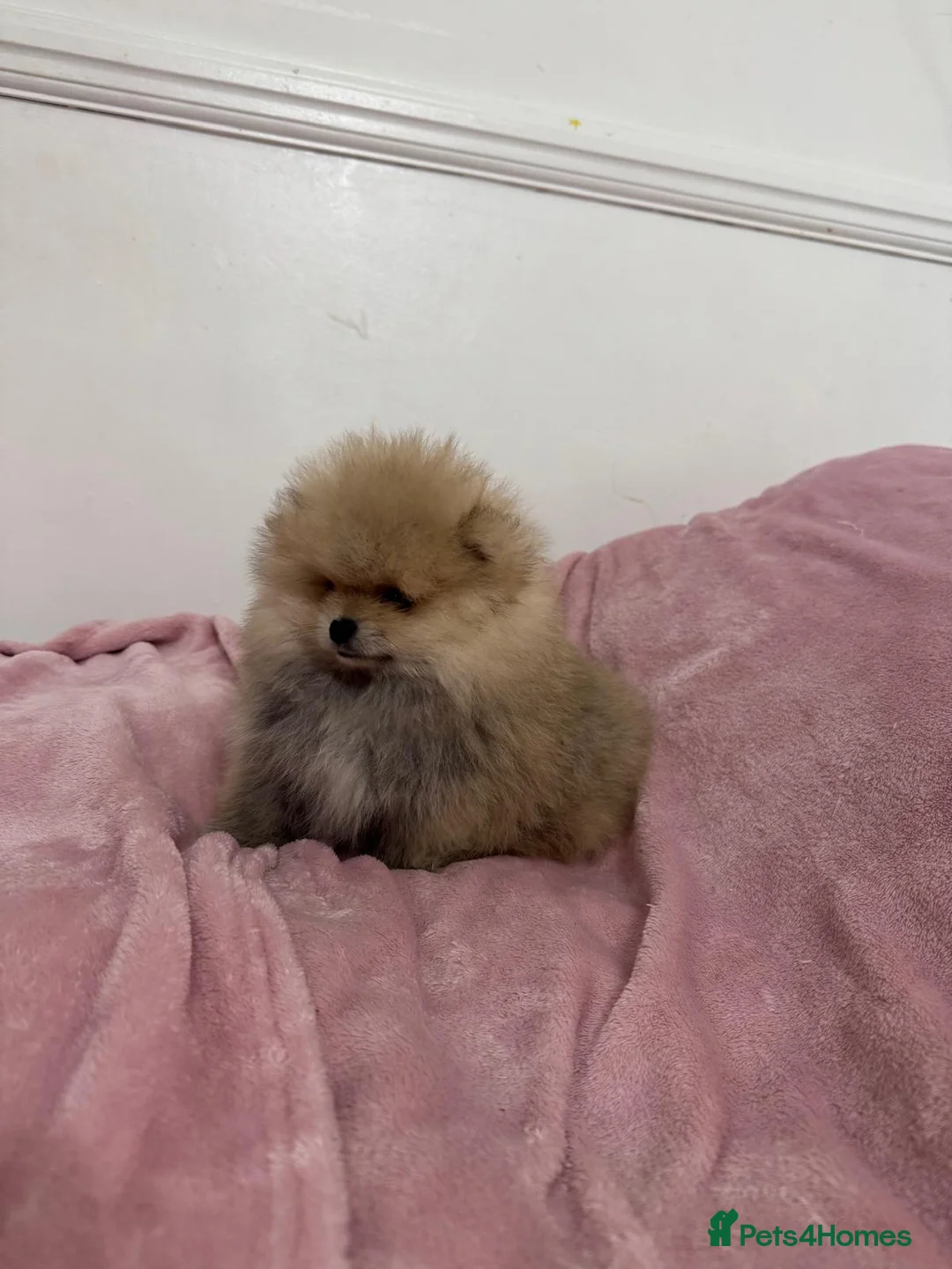 Pomeranian dogs for sale: Ready to go Excellent Pomeranian - Advert 11