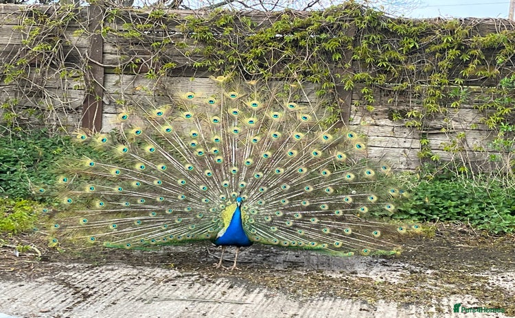 Peafowl poultry - Advert 2