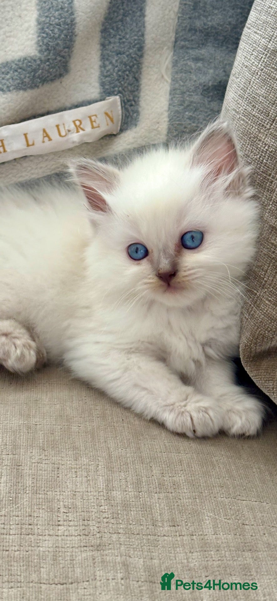 Ragdoll cats for sale: 🩷 BEAUTIFUL GCCF KITTENS  💙  - Advert 13