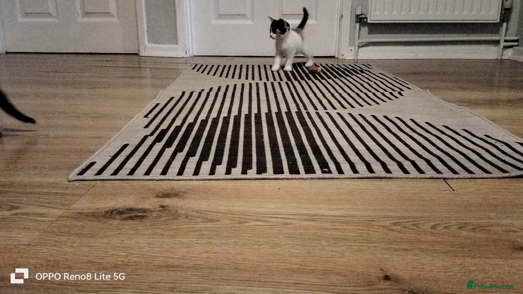 Domestic Shorthair cats for sale: Kittens  - Advert 6