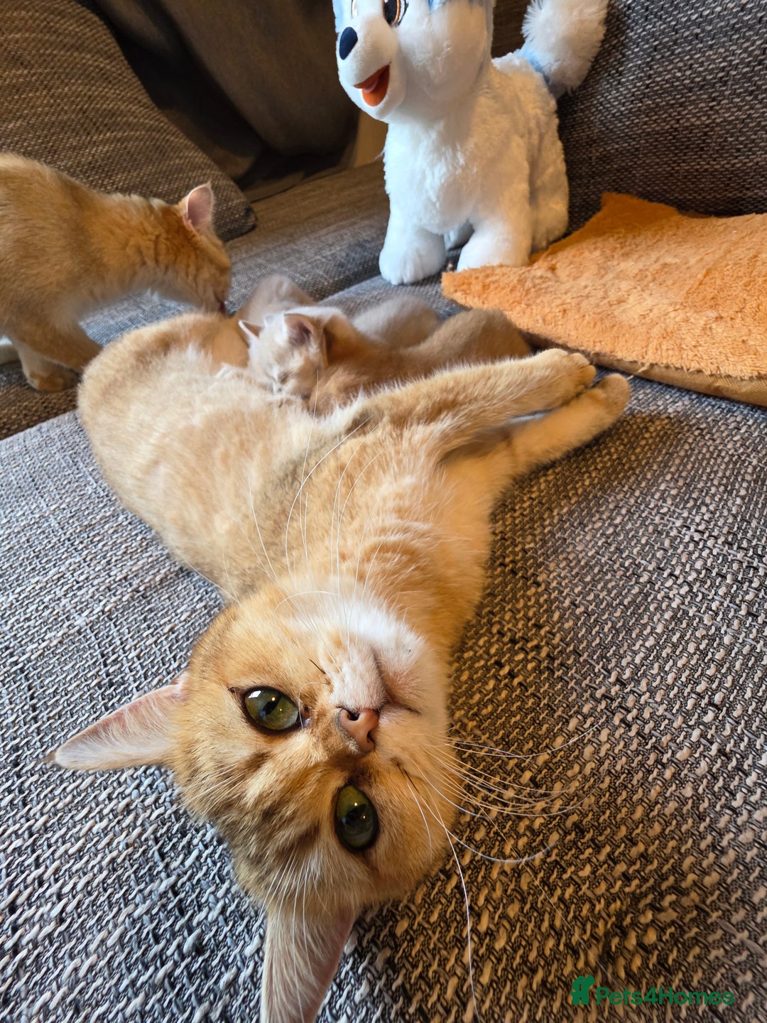 British Shorthair cats for sale: British shorthair Tica😻😽🐈😺😍🌹🌸🌼 - Advert 10