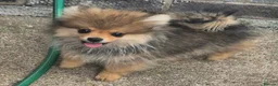 Pomeranian dogs for sale: 13 weeks Teddy bear face Pomeranian male puppies  - Advert 13
