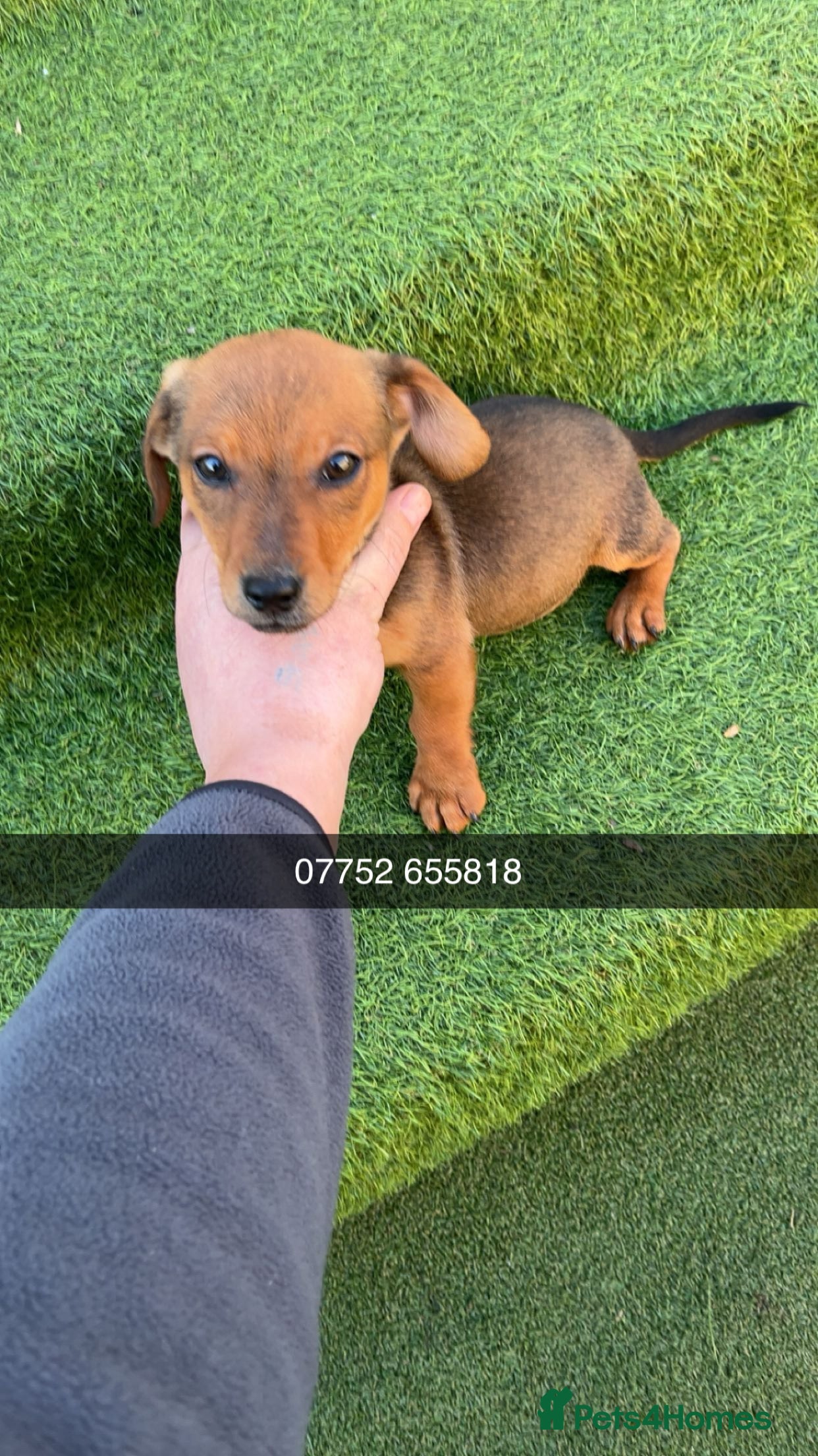 Mixed Breed dogs Dachshund x Jack Russell  - Advert 6