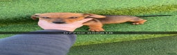 Mixed Breed dogs for sale: Dachshund x Jack Russell  - Advert 1