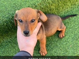 Mixed Breed dogs Dachshund x Jack Russell - Advert 1