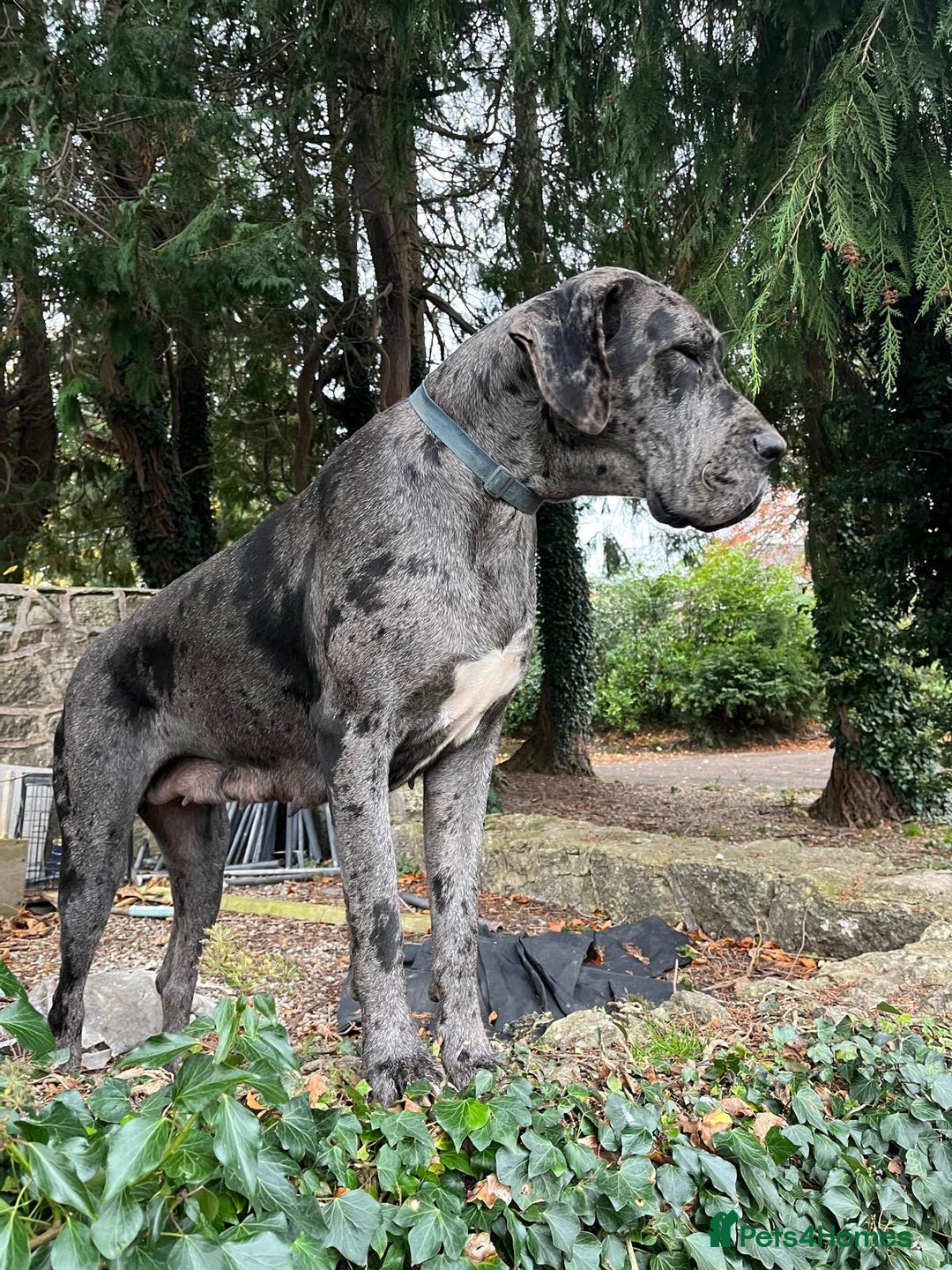 Great Dane dogs for sale: GREATEST DANE PUPS - KC Reg  - Advert 3