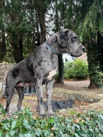 Great Dane dogs - Advert 4