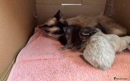 Ragdoll cats for sale: Ragcoons - Image 11