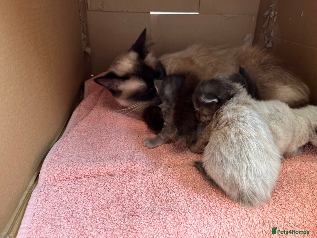 Ragdoll cats for sale: Ragcoons - Image 11
