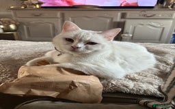 British Shorthair cats for sale: Ella 🩷 needing a new loving home  - Image 3