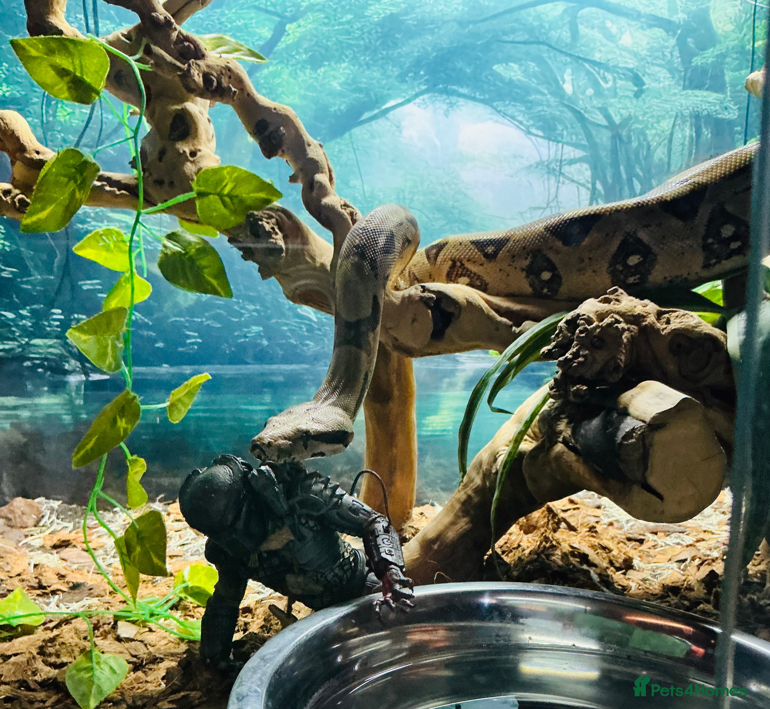 Boa Snake reptiles Boa Constrictor Male - Advert 1