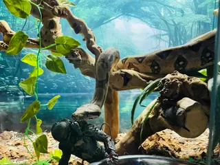 Boa Snake reptiles Boa Constrictor Male - Advert 9