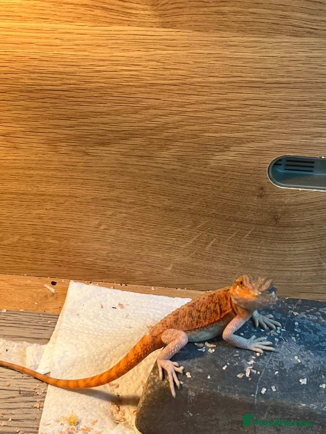 Bearded Dragon reptiles for sale: Red Monster Translucent Bearded Dragons  in Colchester - Advert 1