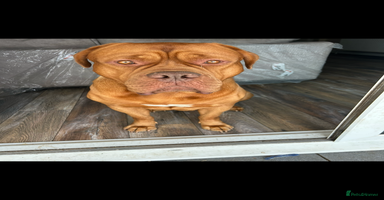 Dogue De Bordeaux dogs Kenzduo Ultra-Calm KC Registered Dogue de Bordeaux - Advert 5