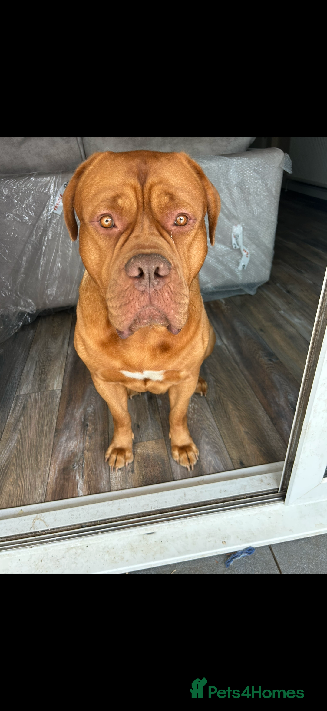 Dogue De Bordeaux dogs for stud: Kenzduo Ultra-Calm KC Registered Dogue de Bordeaux - Advert 2
