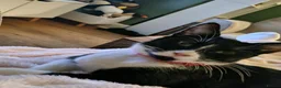 Domestic Shorthair cats for adoption: Little Buzz is looking for his forever home! - Advert 2