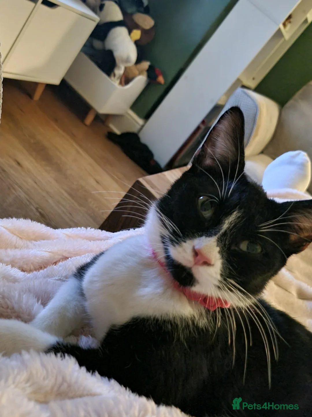 Domestic Shorthair cats for adoption: Little Buzz is looking for his forever home! - Advert 2