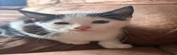 Mixed Breed cats for sale: 2 black and white kittens  in Highbridge - Advert 2
