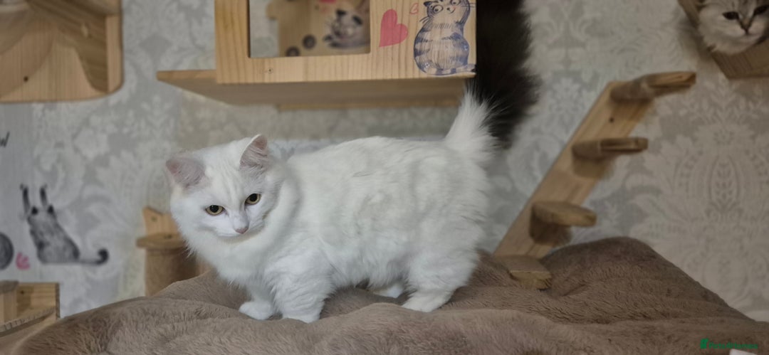 Munchkin cats for sale: Pedigree Munchkin kittens  - Image 27