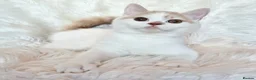 British Shorthair cats for sale: Gorgeous loving purr machines  - Advert 18