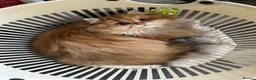 British Longhair cats for sale: Female British Long Hair Cat - Advert 3