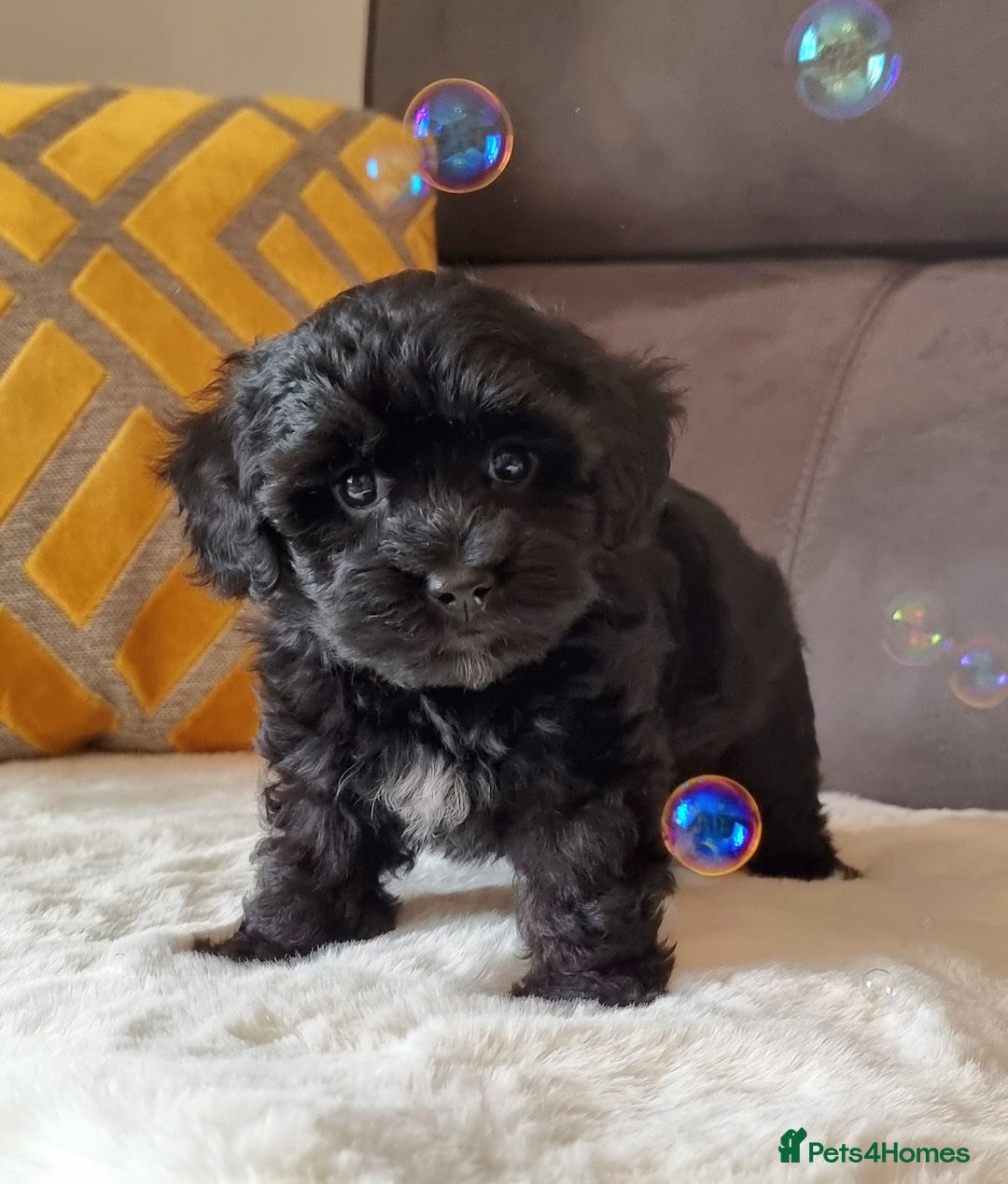 Shihpoo dogs for sale: Adorable little Shihpoo's, sold fully vaccinated - Image 21