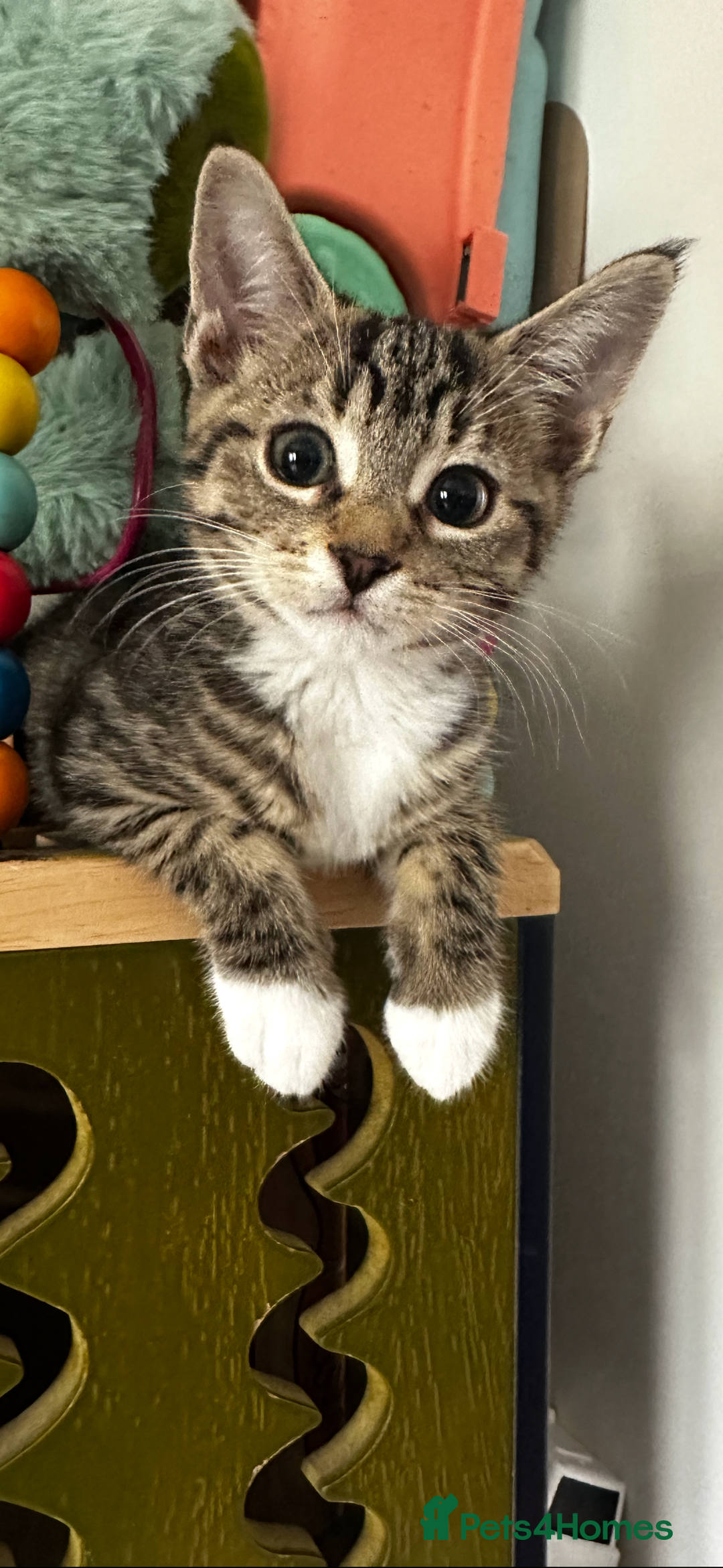 Bengal cats for sale: Gorgeous kitten Looking For A Forever Home - Image 3