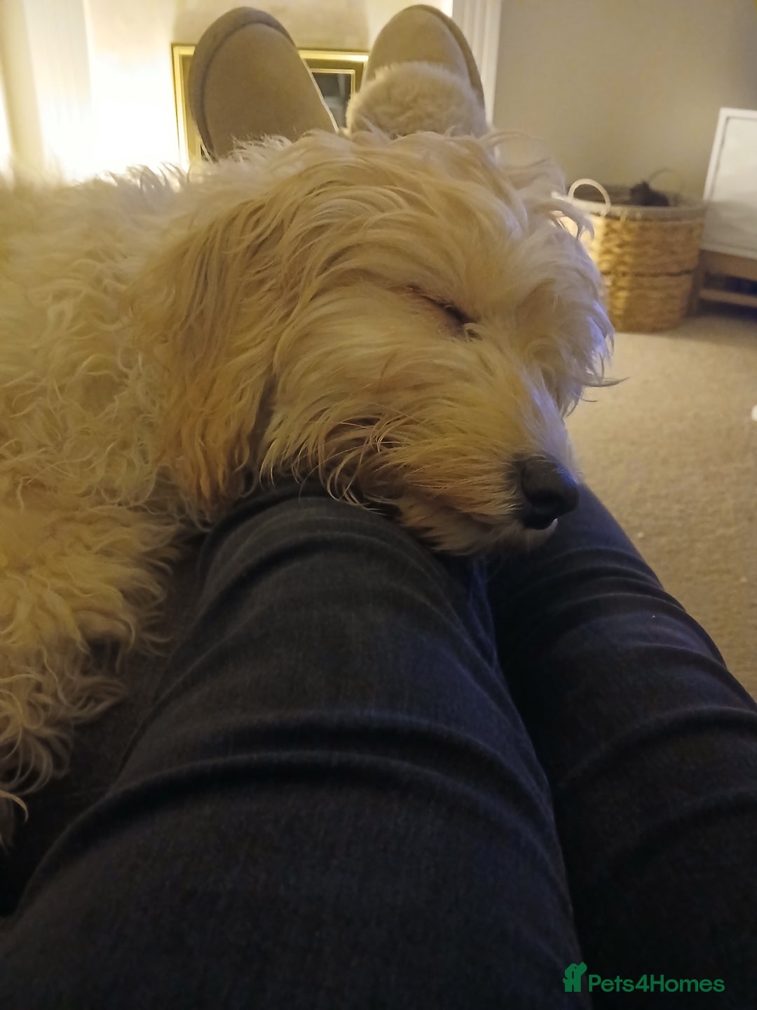 Sproodle dogs for sale: Male Toy Cockapoo 7 months old  - Advert 3