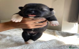 Akita dogs for sale: Akita puppies  - Image 6