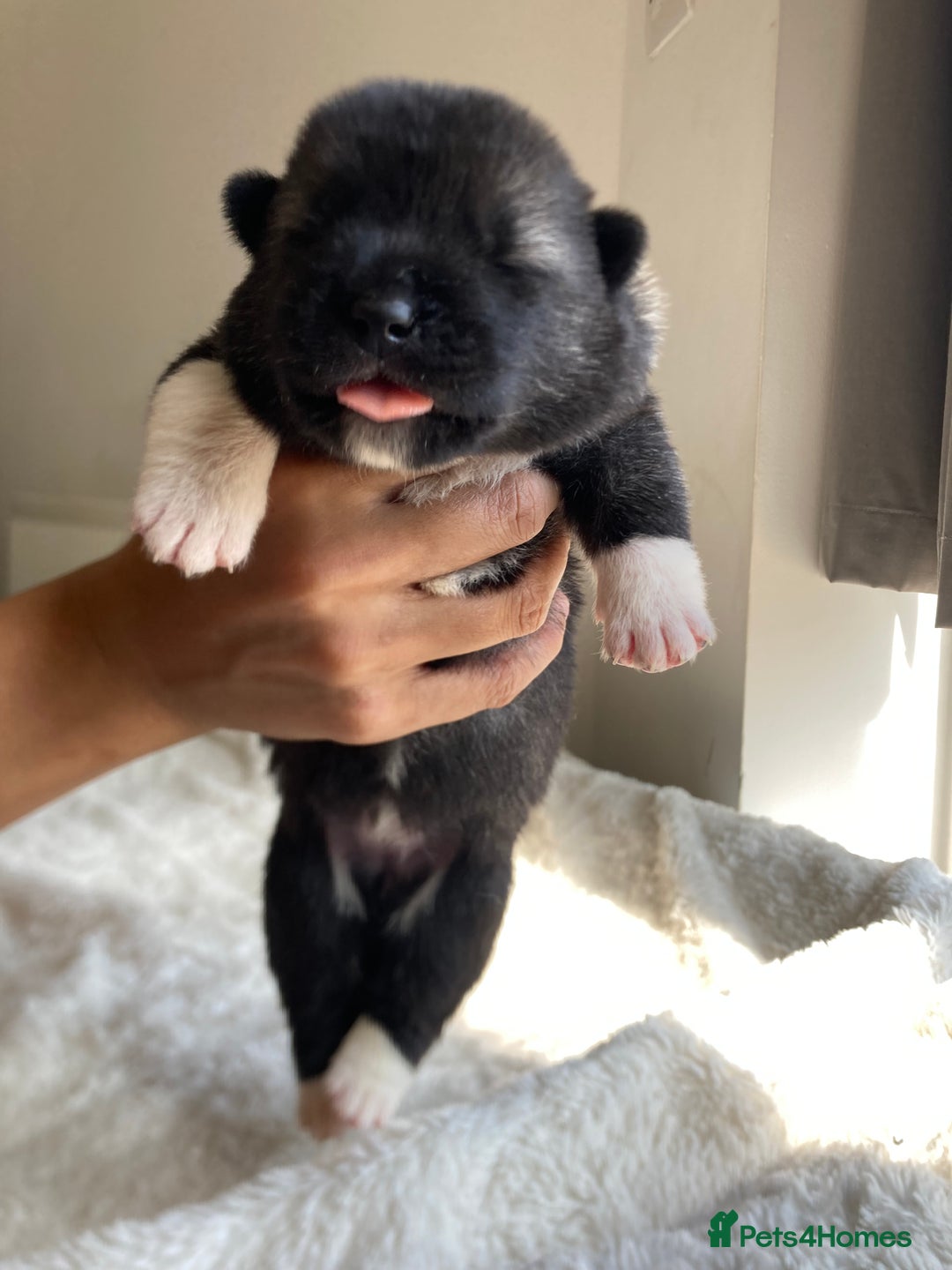 Akita dogs for sale: Akita puppies  - Image 6