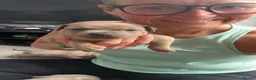 Staffordshire Bull Terrier dogs for sale: Blue fawn tri Staffordshire bull terrier puppys - Advert 3